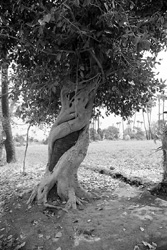 Gujarat, About 1970s